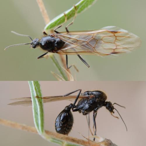 Messor sp.